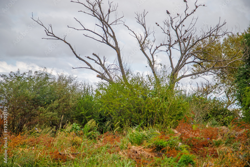 Fototapeta premium trees in the autumn