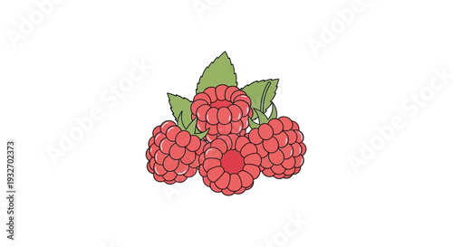 Raspberry illustration fresh berry fruit design