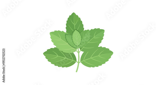 Mint leaf illustration green herbal plant