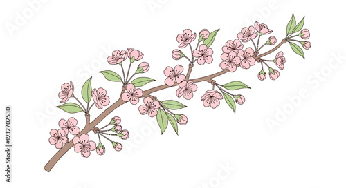 Cherry blossom branch illustration spring floral