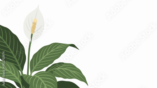 Peace lily plant with glossy green leaves, striking white flower bloom. Spathiphyllum plant features elegant white spathe surrounding yellow spadix, lush foliage creates serene atmosphere.