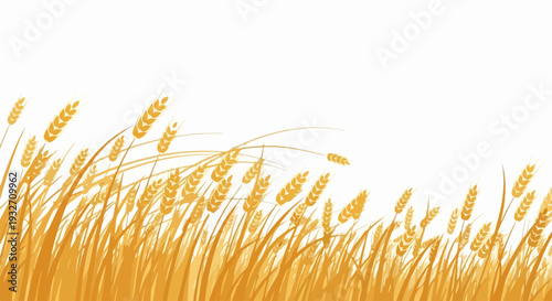 Stylized golden wheat field illustration on plain white background. Golden wheat stalks and ears gently sway, creating sense of movement and abundance, representing harvest and growth.