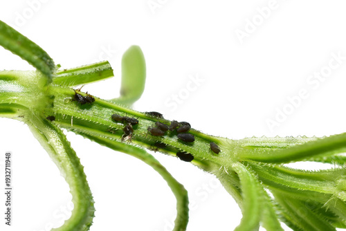 A colony of aphids on a green grass branch isolated on a PNG background.
