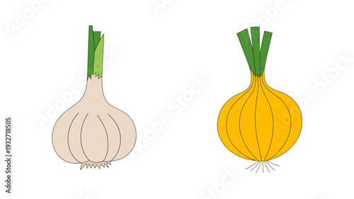 Simple flat of a light brown garlic bulb and a yellow onion with green tops vegetable