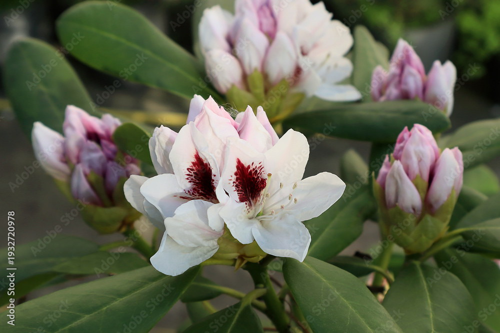 Obraz premium White rhododendron flower buds in the garden.