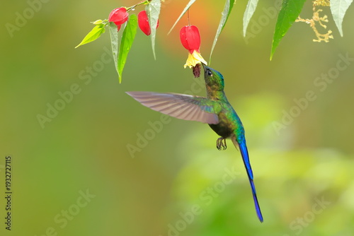 Фотография Violet-tailed Sylph - male, Aglaiocercus coelestis,  Ecuador