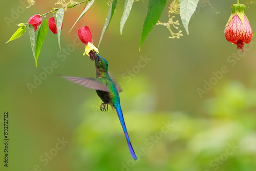 Fotografie Violet-tailed Sylph - male, Aglaiocercus coelestis,  Ecuador