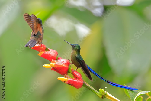 Tableau sur toile Violet-tailed Sylph - male, Aglaiocercus coelestis,  Ecuador