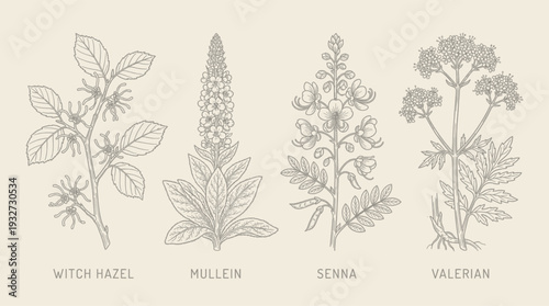 Medicinal herb collection of witch hazel, mullein, senna, and valerian in line art style