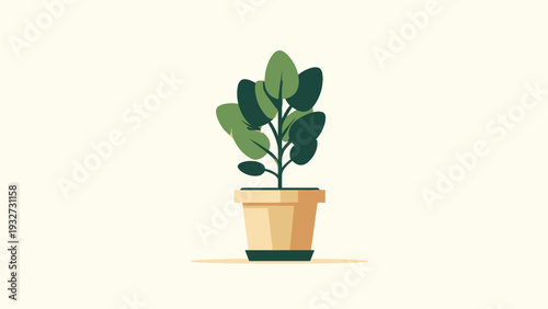 Potted green plant with large leaves in a terracotta-colored pot