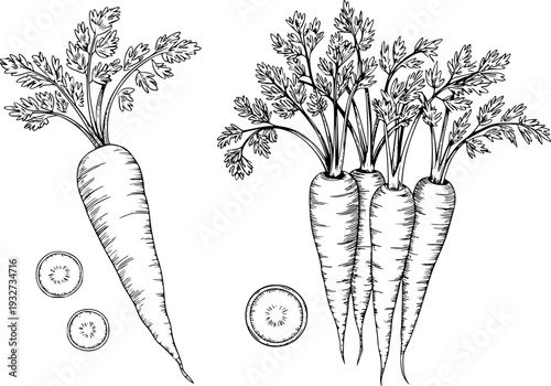 Hand Drawn Line of Fresh Carrots and Slices White Background vegetable food