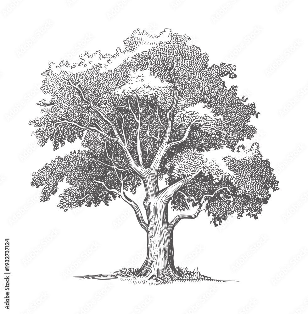 Fototapeta premium Black and white engraved of a large deciduous tree nature engraving