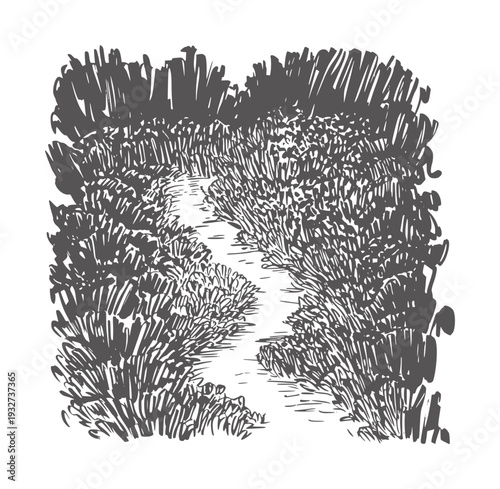 Black and white ink of a winding path through dense foliage