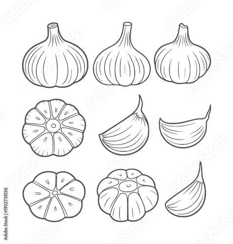 Black and white line of whole garlic bulbs and cloves food ingredient