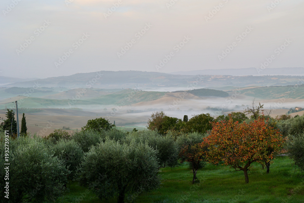Fototapeta premium A tranquil autumn morning unfolds in the rolling hills near Pienza, Province of Siena, Tuscany, Italy. 