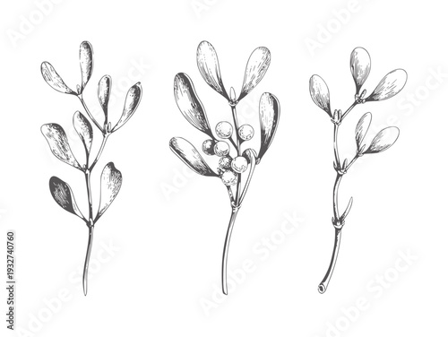 Three botanical of mistletoe branches with berries berry plant