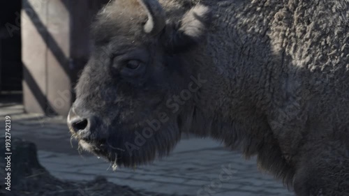 European bison head close-up portrait showing horns, eyes and detailed fur texture, powerful wild mammal expression, iconic wisent wildlife footage