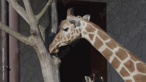 Giraffe head close-up portrait showing eyes, ossicones and patterned fur texture, calm exotic animal expression, detailed wildlife mammal footage