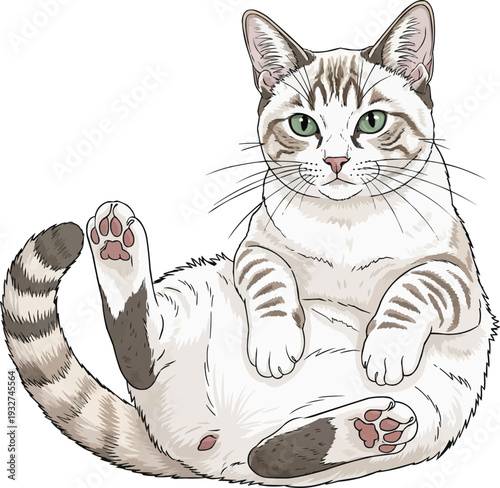 Aegean cat lying down relaxed belly up cute illustration