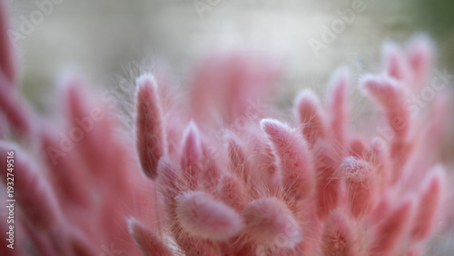 Floral background with copyspace, Lagurus ovatus in pink