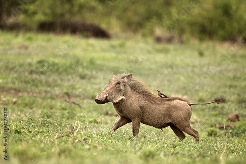 Foto Common Warthog (Phacochoerus africanus) running through savanna with Red-billed