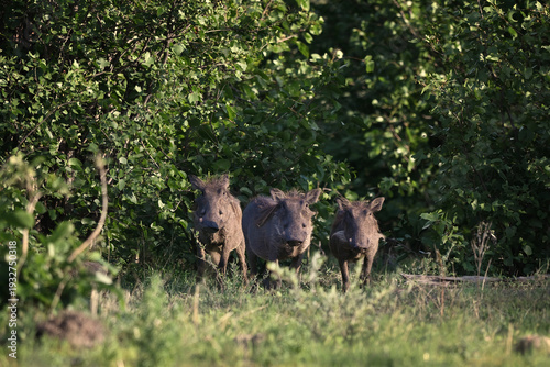 Schilderij op canvas Group of Common Warthogs (Phacochoerus africanus) emerging from thick bush, Afri