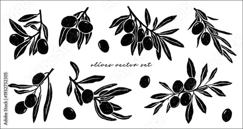 Olives with leaves silhouette hand drawn vector set. Minimalistic black elegant botanical isolated clipart ink illustration. Mediterranean abstract charcoal, pencil or crayon clean design imitation.