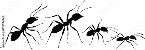 Ant silhouettes in different sizes isolated on white background black and white insect wildlife illustration detailed crawling poses