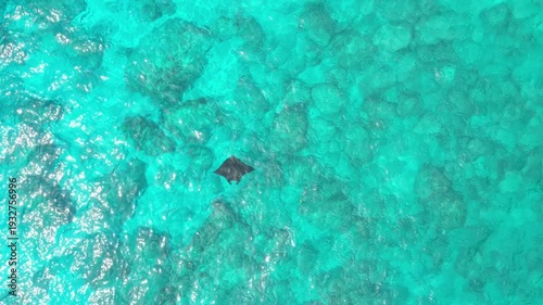 Manta ray swimming in crystal clear turquoise ocean water