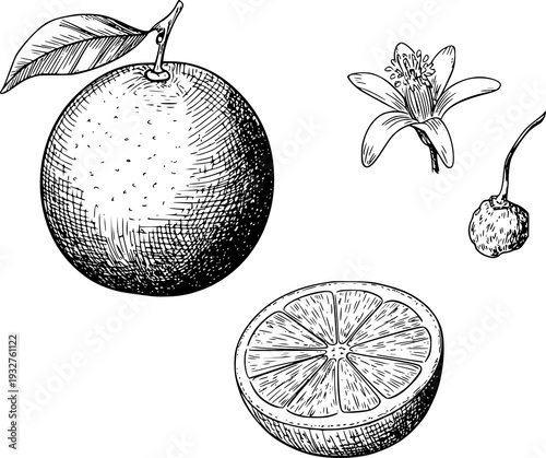 Hand Drawn Orange Fruit Slice Blossom and Leaf White Background Citrus