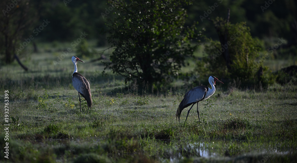 Fototapeta premium Pair of Wattled Cranes (Grus carunculata) in African wetland at dawn, endangered wildlife photography