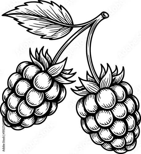 Black and white of raspberries with leaves a transparent background raspberry fruit