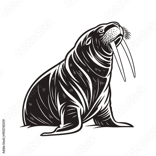 Vector walrus illustration