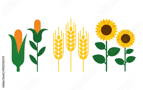 Flat of corn stalks wheat ears and sunflowers white background agriculture harvest