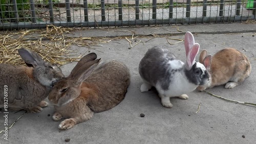 Rabbits resting together in a sunny area at a farm during daytime
