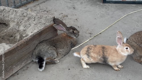 Rabbits playing and relaxing in an outdoor enclosure during the afternoon