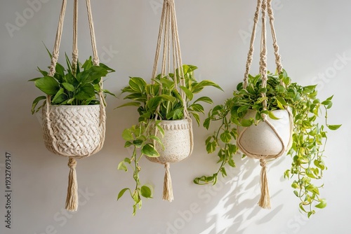 Three macrame plant holders with plants hanging from them, white ceramic pots, hanging on the wall, in an office setting. 