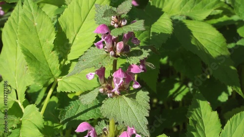 Wallpaper Mural Vibrant purple-pink blooms of Lamium maculatum rise along tall stems amid dense ground elder foliage in a close-up. Bright sunlight illuminates serrated leaves, creating a vivid wild spring scene.  Torontodigital.ca