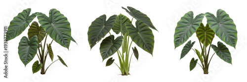 Tableau sur toile Set of Fresh Taro Plants Colocasia Esculenta with Large Elephant Ear Leaves Isol