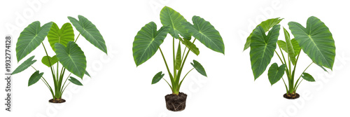 Set of Fresh Taro Plants Colocasia Esculenta with Large Elephant Ear Leaves Isolated Transparent Background PNG