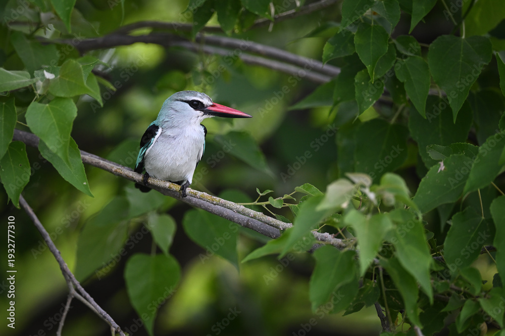 Fototapeta premium Woodland Kingfisher (Halcyon senegalensis) perched on a diagonal branch in lush green African canopy