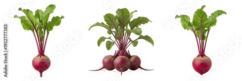 Set of Fresh Beetroot Plants Beta Vulgaris with Green Leafy Tops Isolated Transparent Background PNG