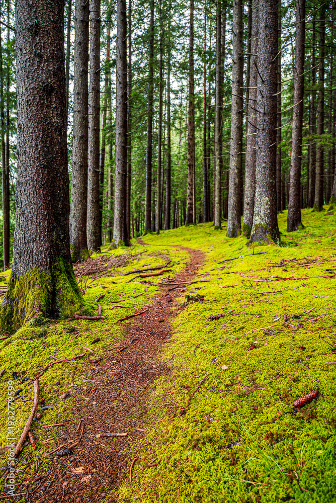 Fototapeta premium Waldlandschaft mit schmalem Pfad zwischen den senkrechten Waldbäumen und Moosboden