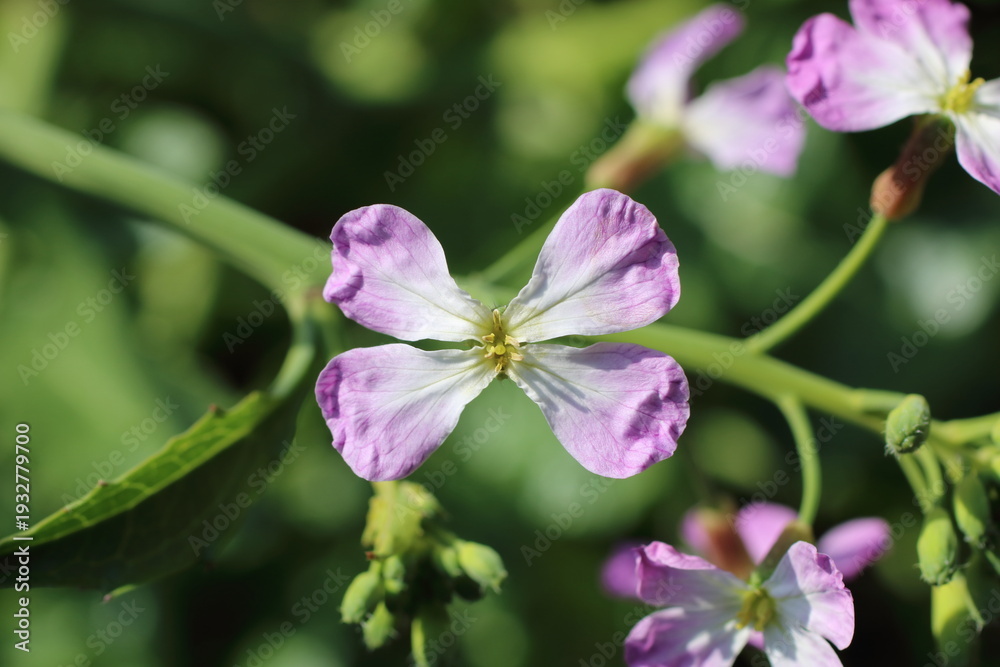 Fototapeta premium 陽光に透けるハマダイコンの花びらと蕾