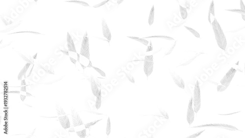 Bild auf Leinwand 白い羽が舞い散る背景画像。背景が透過しているPNG画像。