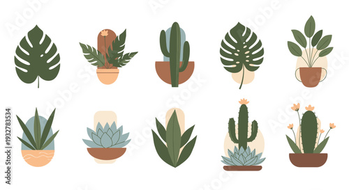 Several potted plants, including succulents and leafy varieties, are arranged indoors.