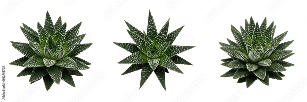 Fototapeta premium Set of Architectural Haworthia Succulent Plants with Spiky White-Striped Green Leaves Isolated on White Background PNG