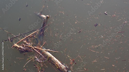 Large drifting branch slowly rotating in the gentle current, carried together with mud, grass and smaller debris as the flowing water turns the whole cluster in a calm, rhythmic motion
