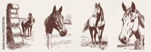 Farm horse portrait hay bale rural illustration set. Banner for ranch branding and editorial design. Classic pencil sketch hand drawn style with detailed countryside animals.