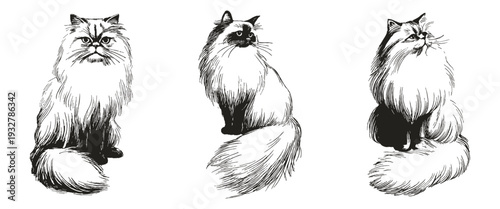 Persian cat sketch style fluffy portrait collection. Long fur felines sitting elegant. Illustrations for grooming salons and packaging. Crayon drawn style, ink pencil drawing.